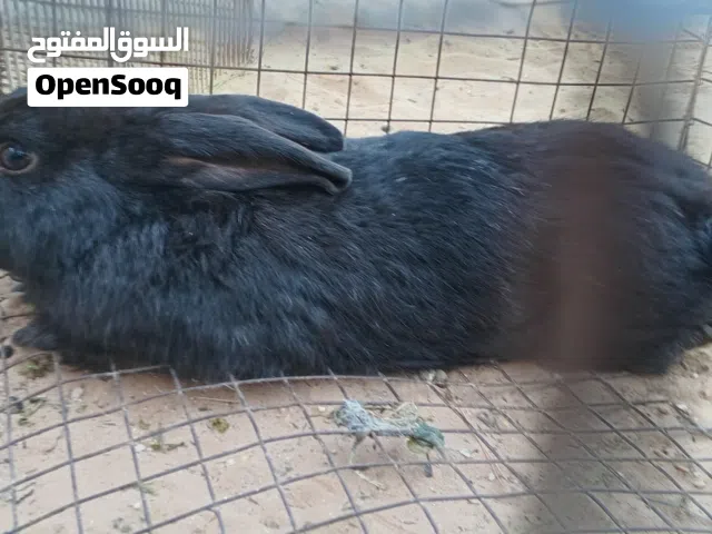 ارنب مالطي كبير للبيع