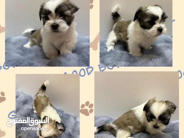 Havanese for Rehome