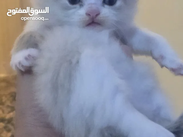 قطط هملايا وشيرازي