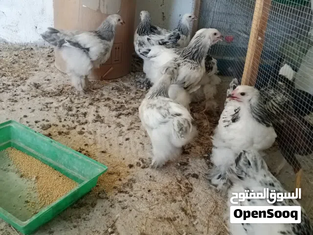 جاج براهما