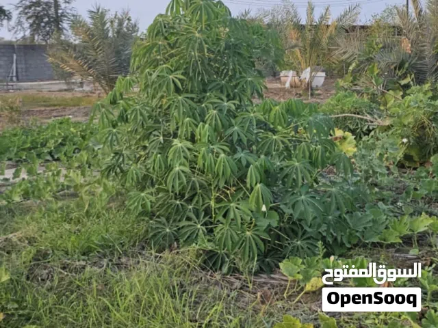 مزرعة في السويق للبيع بسعر مغر