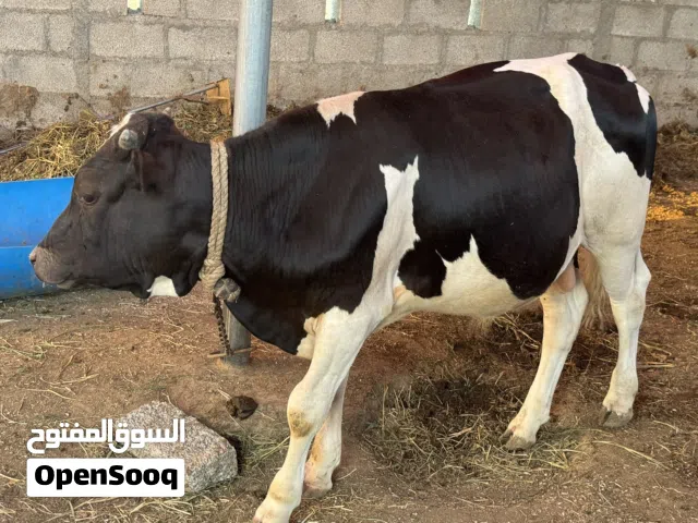 ثيران ظفاريه سمينه للبيع ب 450 الى 500 ريال حسب الحجم