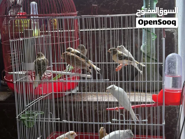 كناري شيرازي وكلوستر