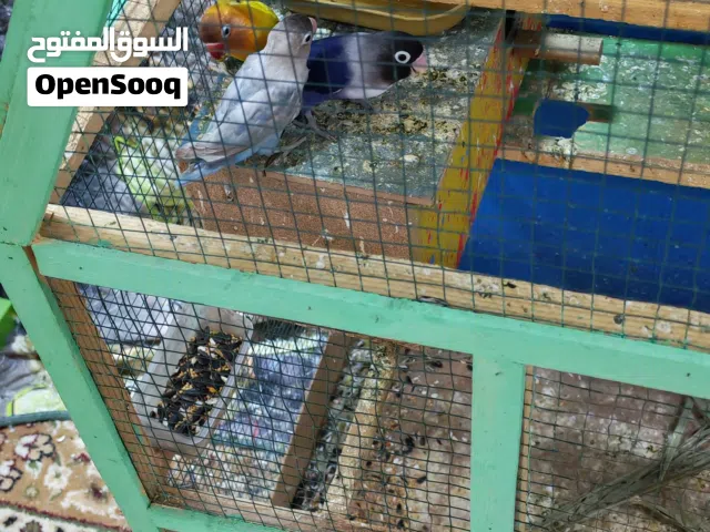 طيور غندوره نضاف الوصف مهم