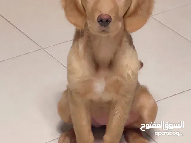 جولدن 4 شهور مدربة و مطعمة