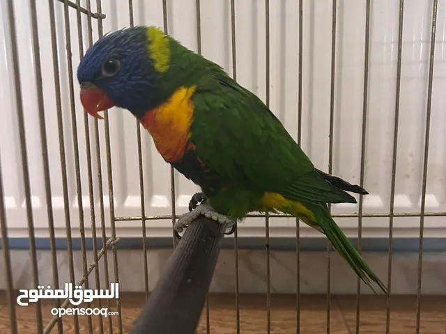 الرجاء قرأت الوصف لتفاصيل الببغاوات