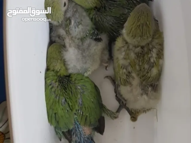 Al Ain Love Birds Chicks