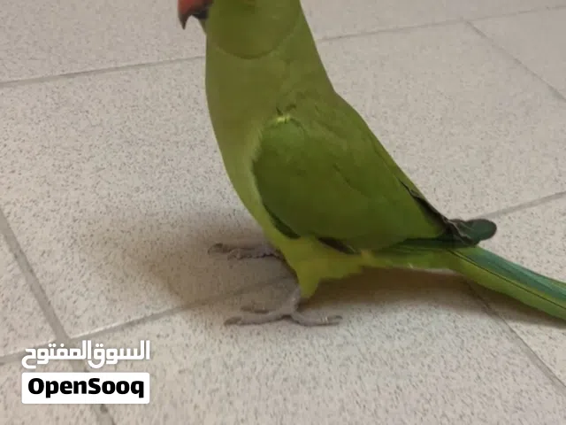 متوه هندية للبيع
