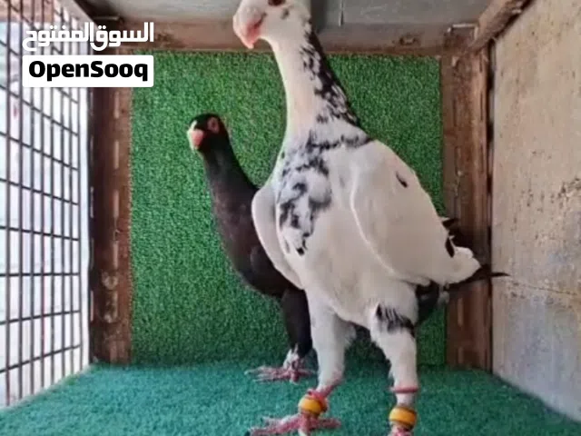 متاح أو للبدل فحل هومر كشميري والتسليم حسب الإتفاق