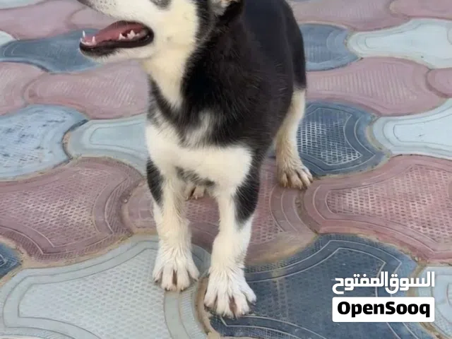 كلب هاسكي سيبيريا