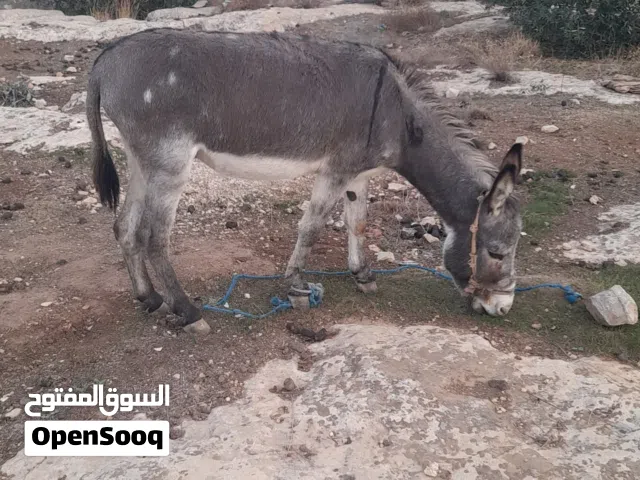 حمار فحل للبيع العمر 4 سنين حمار غنم
