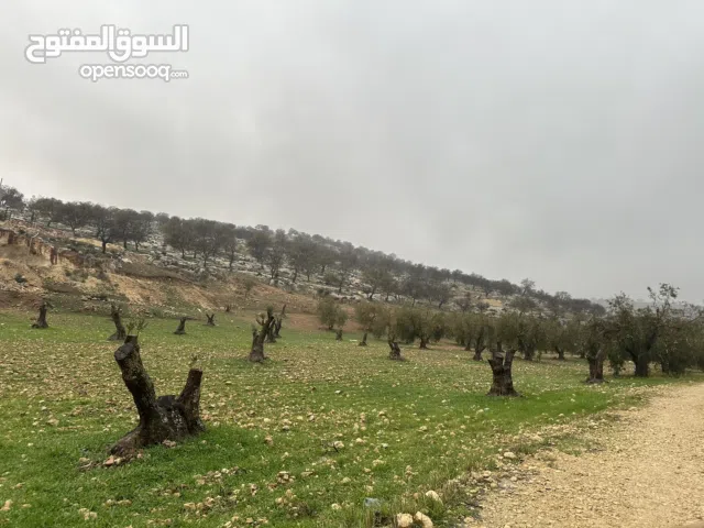 Farm Land for Sale in Zarqa Al-Alouk