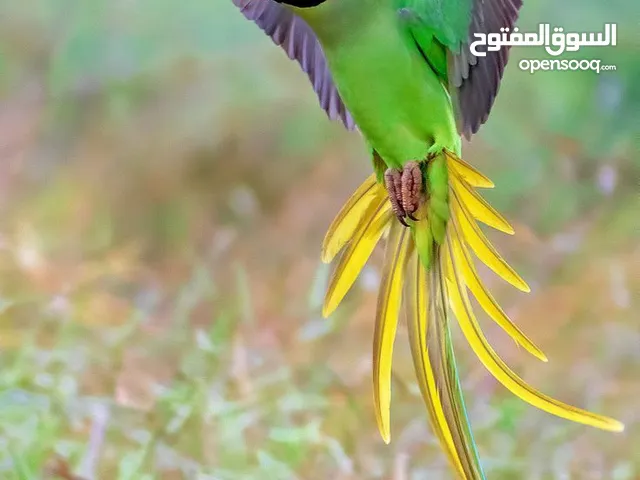 ببغاء دره نيبالي الكسندرين