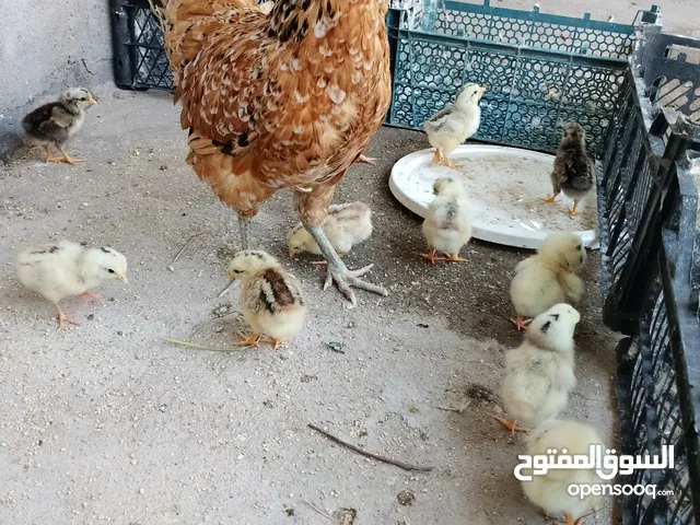 دجاجة عربية مع الافراخ عدد 11فرخ. عمر الافراخ يومين   سعر 55الف مكان كرمة علي