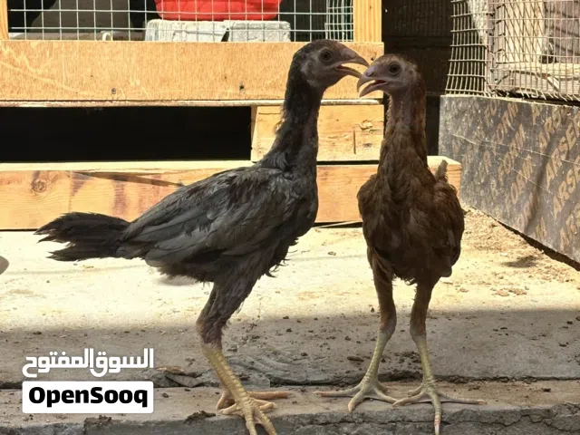 دجاج تركي للبيع