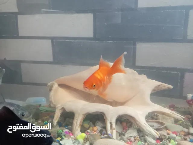 حوض سمك مع زينة و4 سمكات للبيع