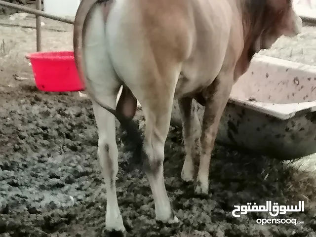 ثور للبيع مطعوم