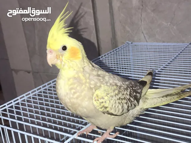 Cockatiel Baby Parrot Tamed Age 45 Days