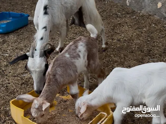 مجموعة غنم للبيع بالمفرد او الجملة