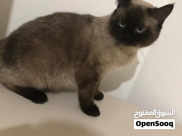 قطة نوع هملايا
