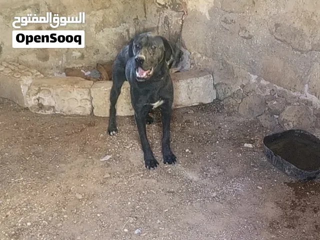 كلب برادور عمره 11 شهر