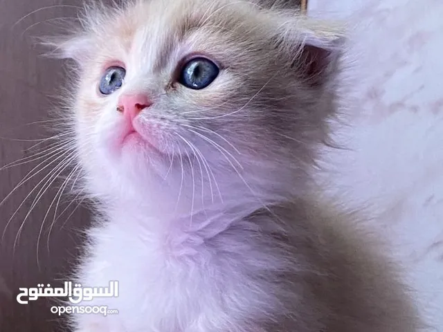 سكوتش مكس شيرازي متعودين عاللاى بوكس والدىاي فود لعوبين والويت فود وصحتهم ماشالله ممتازه
