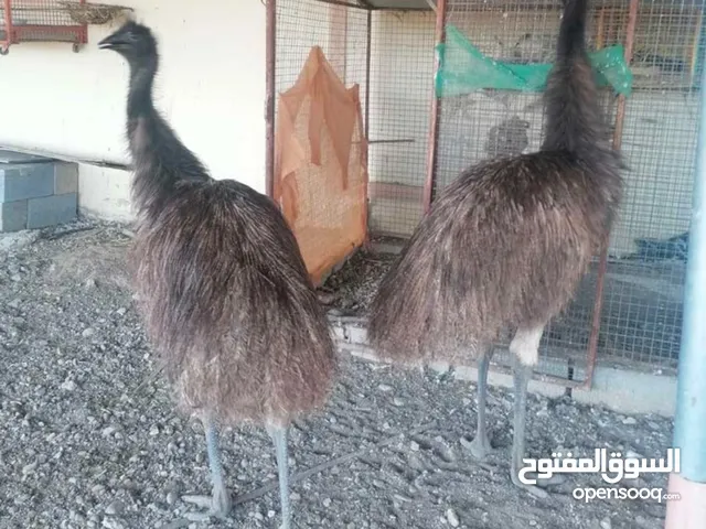 نعام الايمو في سن الانتاج للبيع