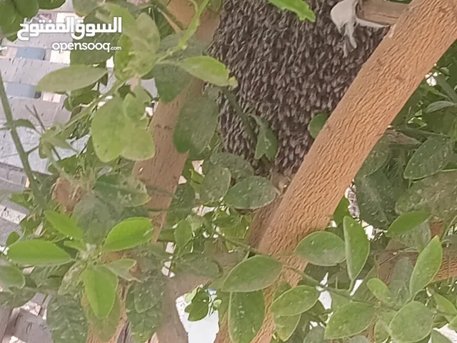 خلايا عسل ابو طويق