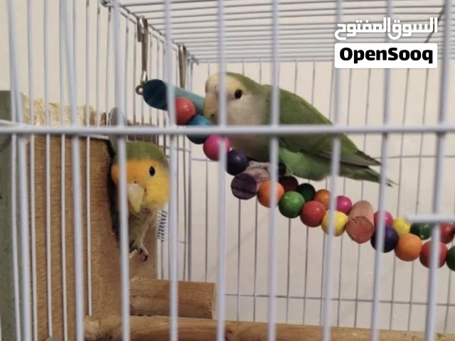 السلام عليكم عندي زوج روز منتج النثى البيض نازل تحت ياخذ يومين بل كثير وتبيض إذا ما باضت رجعها