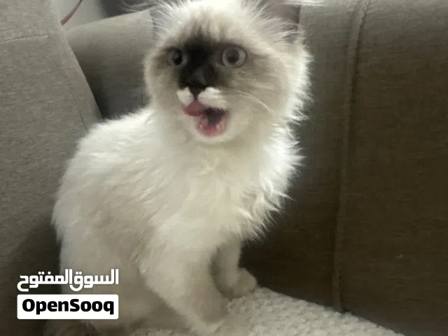 بزونة هيملايا سيامي