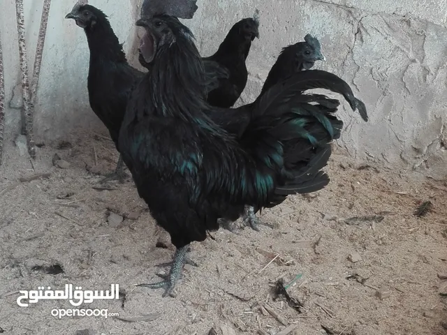 طقم دجاج لامبرجيني شغال