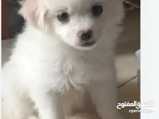 جراوي جريفون