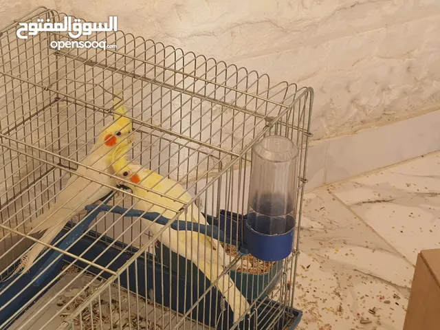 زوج كوكتيل للبيع