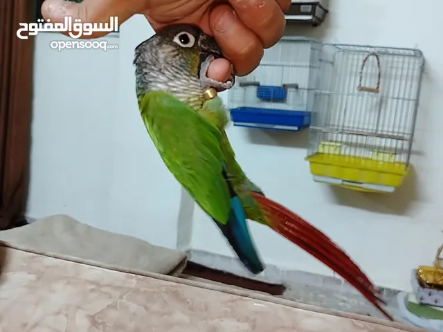 بسم الله ماشاء الله جرين شيك بهلواني ولعوب العمر قريب السنة