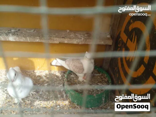 حمام زينه زوج للبيع نضيفات وبزارات مالات بيت