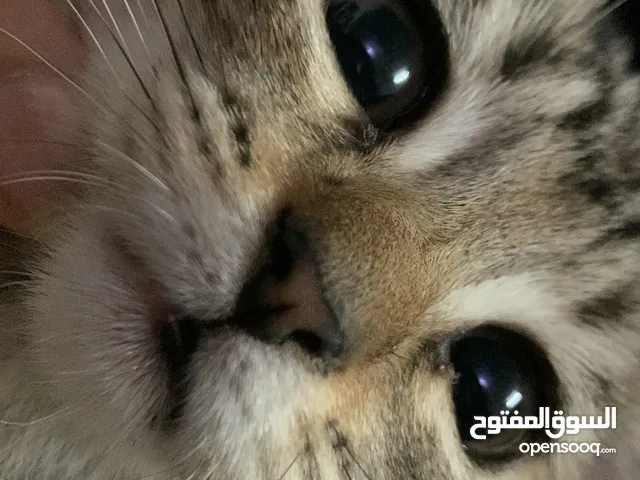 قطط هجين للتبني من ام شيرازيه