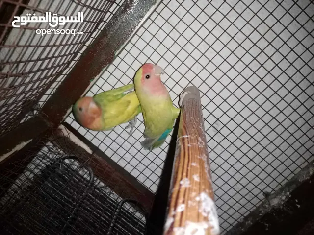 جزين روز مع طواير اليفات