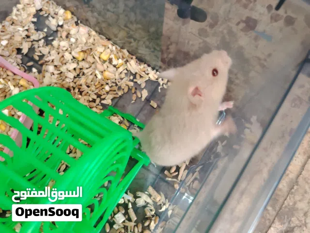 انثى هامستر كبير للبيع بي لعابه 80 و 70 مغير لعابه