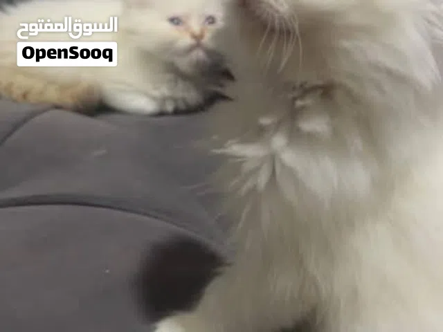 قط ذكر شيرازي