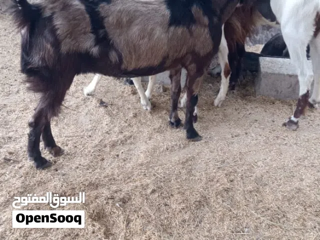 صخول البيع نثايه بيهن مطافيل وبيهن مضاريع ابيع مفرد شلع عادي