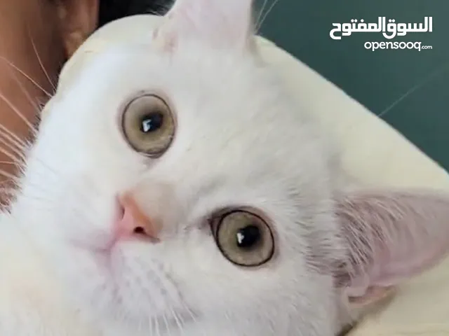 ذكر بريتيش عمر 6 شهور