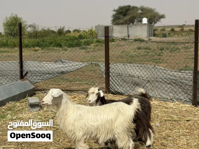 غنم عقر سمان