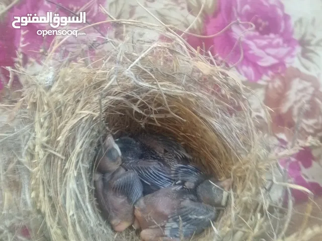 افراخ بلابل للبيع
