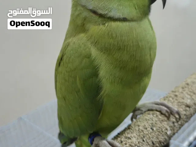 ببغاء الدره (متوه) أليف للبيع