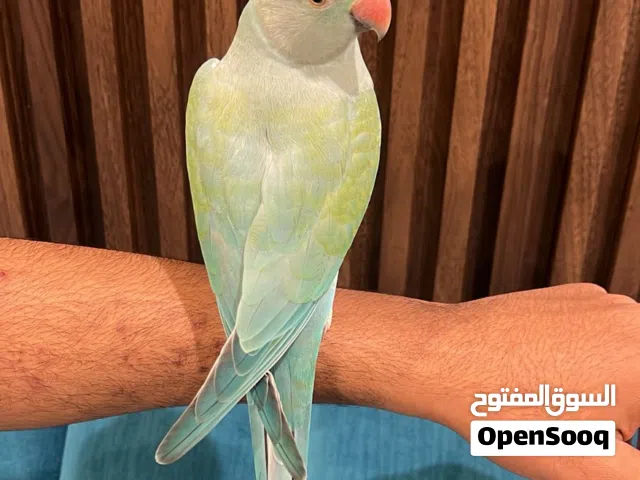 للبيع متو ازرق اليف يصلح للاطفال ، بداية نطق ما شاء الله