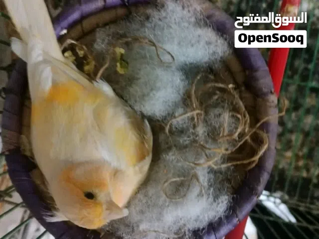 كناري زوج مبيضات