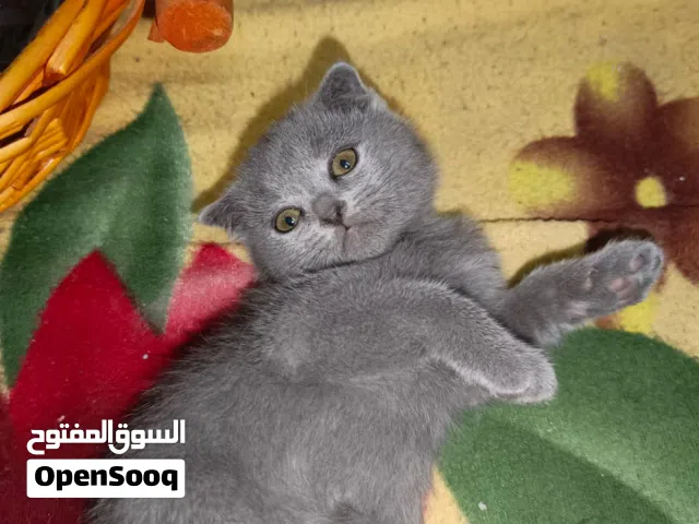 قطط مميزة للبيع من ام شكوتش فولد ىاب شيرازي ابيض