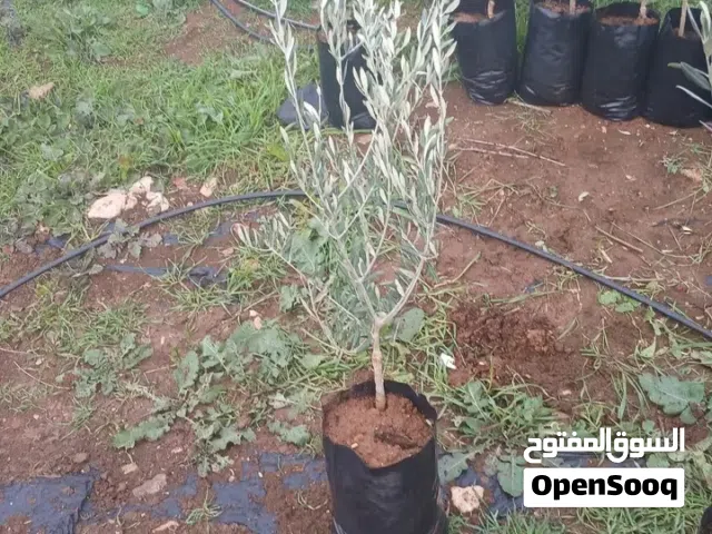زيتون بلدي رومي (زيتون سحم الكفارات)