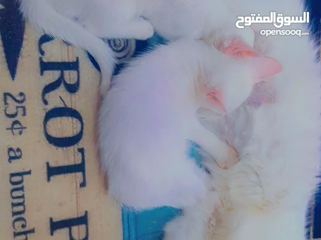 قطة فصيلة انقورا مع ابنتيها للبيع سعر 100دينار