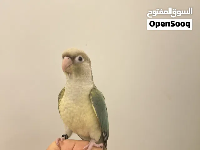 للبيع كنيور جرين تشيك تركواز العمر شهرين إلا ثلاث شهور و مافيه عض أبدا و حجم جامبو و باقي ب الوصف